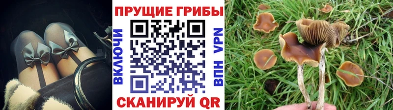 Купить где  Михайловка  Галлюциногенные грибы MAGIC MUSHROOMS 